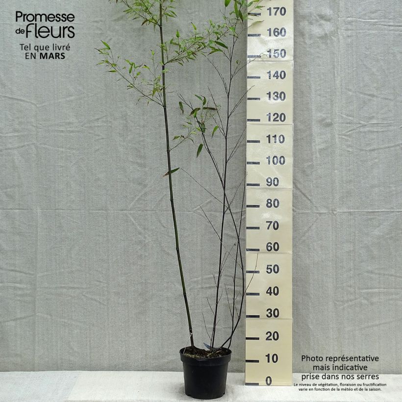 Example of Phyllostachys nigra - Zwarte bamboe Pot van 7,5 l/10 l as you get in printemps