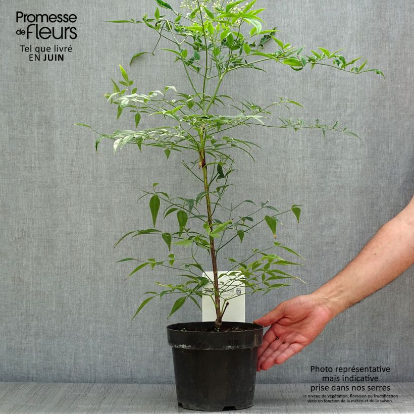 Exemplaar van Nandina domestica Brightlight - Hemelse bamboe Pot van 3 l/4 l zoals geleverd in de zomer
