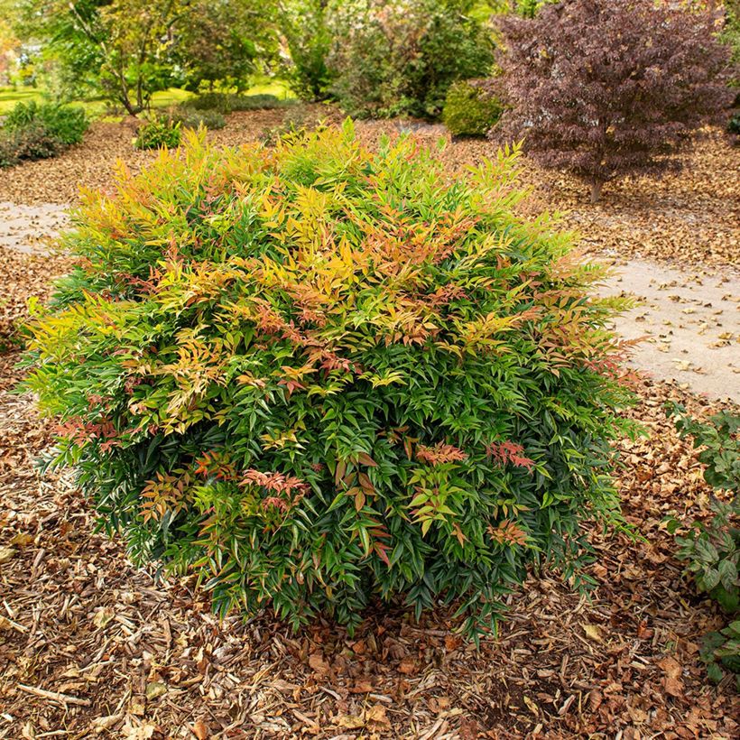 Nandina domestica Magical Sunrise - Hemelse bamboe (Groeiplaats)