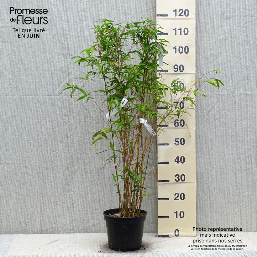 Exemplaar van Bambusa glaucescens - Bamboe Pot van 4 l/5 l zoals geleverd in de zomer