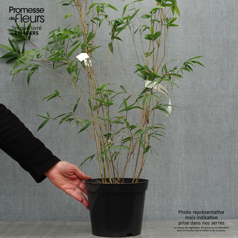 Example of Bambusa multiplex Alphonse Karr - Bamboe Pot van 4 l/5 l as you get in printemps