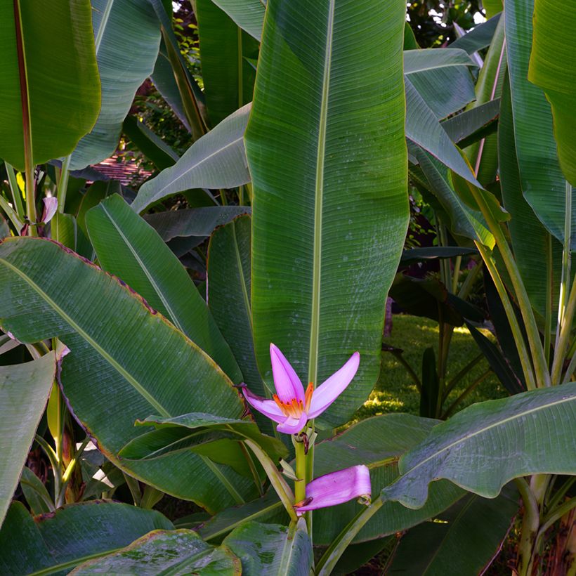Musa velutina - Roze dwergbanaan (Blad)