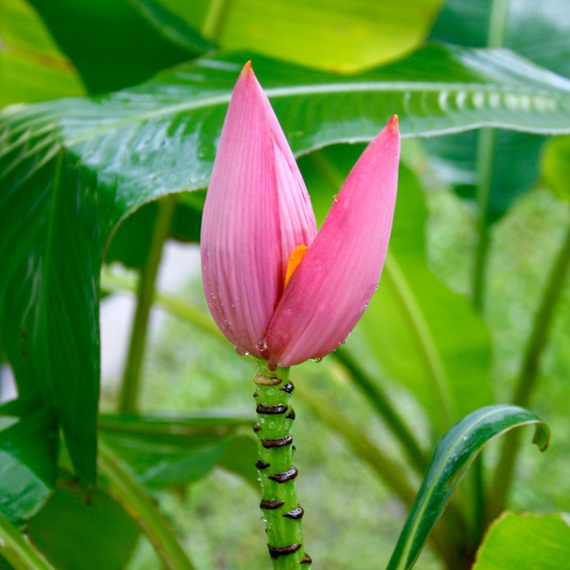 Musa velutina - Roze dwergbanaan (Bloei)