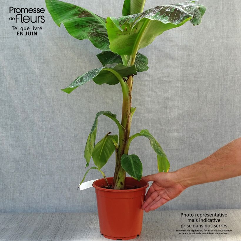Exemplaar van Musa acuminata Dwarf Cavendish - Bananenplant Pot van 6 l/7 l zoals geleverd in de zomer