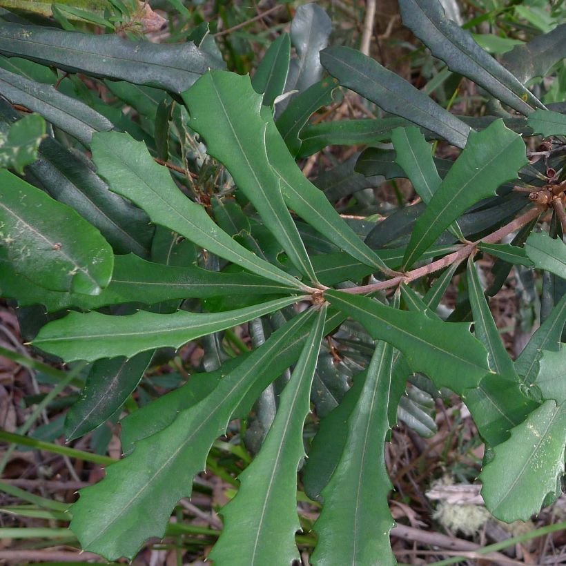 Banksia integrifolia - Banksia côtier (Foliage)