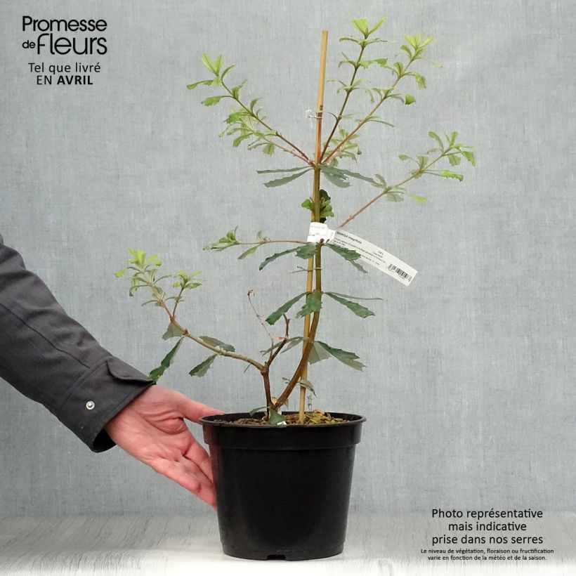 Example of Banksia integrifolia - Banksia côtier Pot van 3 l/4 l as you get in printemps