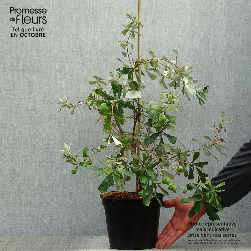 Exemplaar van Banksia integrifolia - Banksia côtier Pot van 3 l/4 l zoals geleverd in de herfst