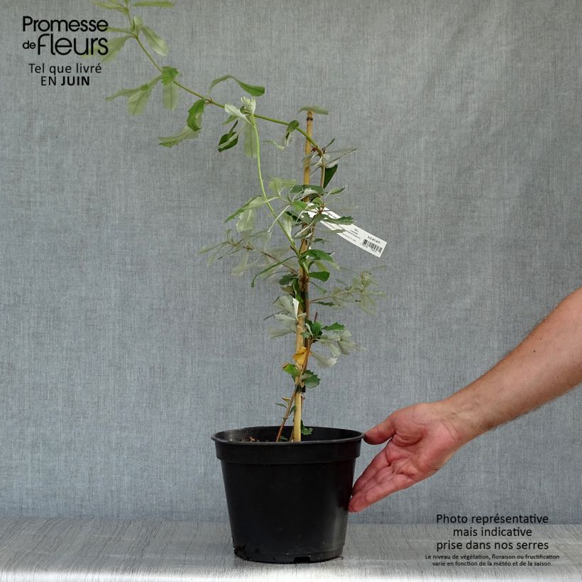 Exemplaar van Banksia integrifolia - Banksia côtier Pot van 3 l/4 l zoals geleverd in de zomer