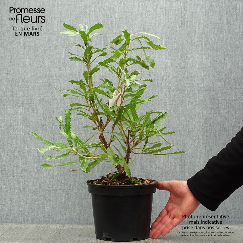 Example of Banksia serrata Pot van 4 l/5 l as you get in printemps