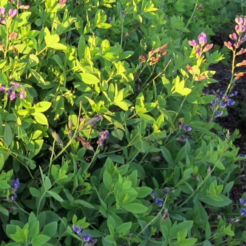 Baptisia Decadence Blueberry Sundae - Blauwe valse indigo (Blad)