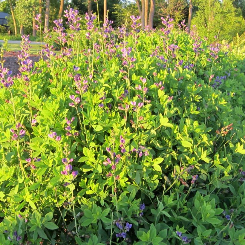 Baptisia Decadence Blueberry Sundae - Blauwe valse indigo (Groeiplaats)