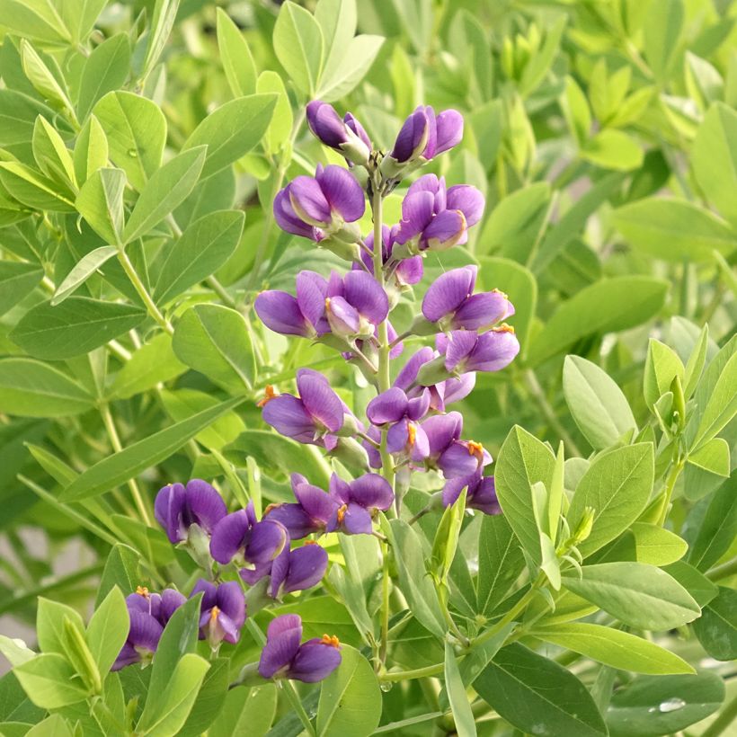 Baptisia Decadence Blueberry Sundae - Blauwe valse indigo (Bloei)