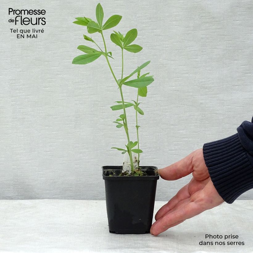 Exemplaar van Baptisia Decadence Blueberry Sundae - Blauwe valse indigo Kweekpotje van 8/9 cm zoals geleverd in de lente