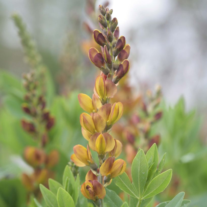 Baptisia Brownie Points - Blauwe valse indigo (Flowering)