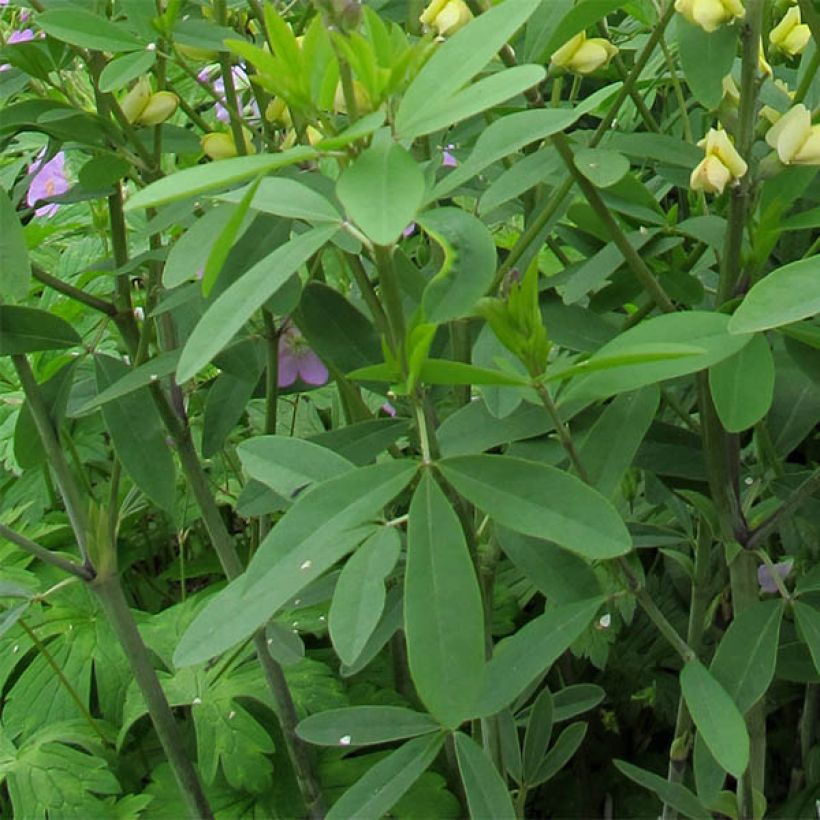 Baptisia Carolina Moonlight - Valse indigo (Foliage)