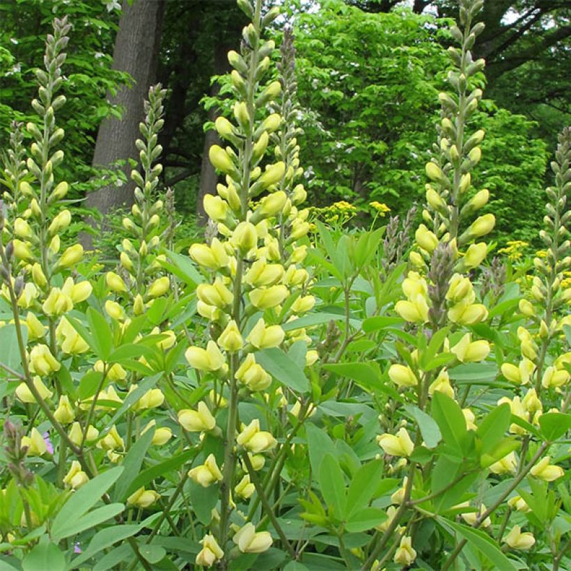 Baptisia Carolina Moonlight - Valse indigo (Flowering)