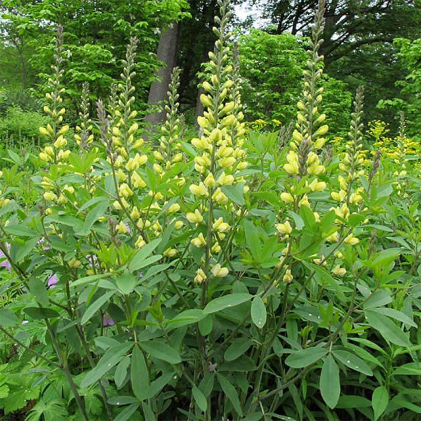 Baptisia Carolina Moonlight - Valse indigo (Plant habit)