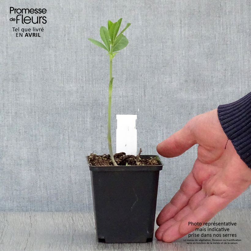 Example of Baptisia Carolina Moonlight - Valse indigo Kweekpotje van 8/9 cm as you get in printemps