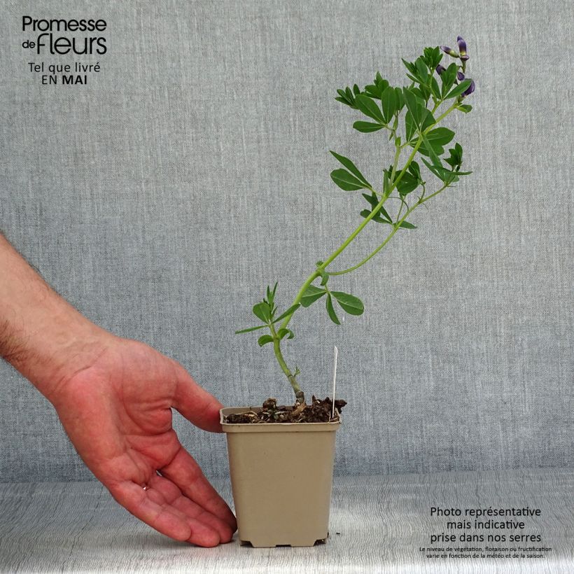 Exemplaar van Baptisia australis Caspian Blue - Blauwe valse indigo Kweekpotje van 8/9 cm zoals geleverd in de lente