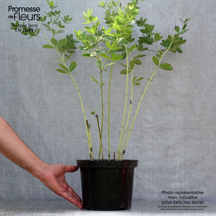 Exemplaar van Baptisia Cherries Jubilee - Blauwe valse indigo Pot van 4 l/5 l zoals geleverd in de zomer