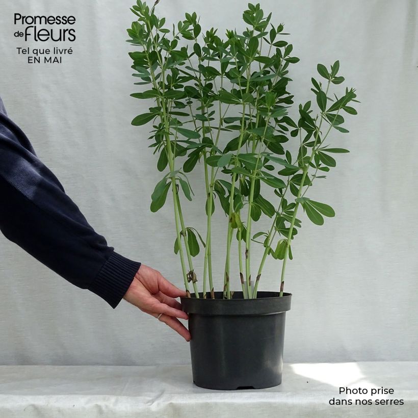 Exemplaar van Baptisia Cherries Jubilee - Blauwe valse indigo Pot van 4 l/5 l zoals geleverd in de lente