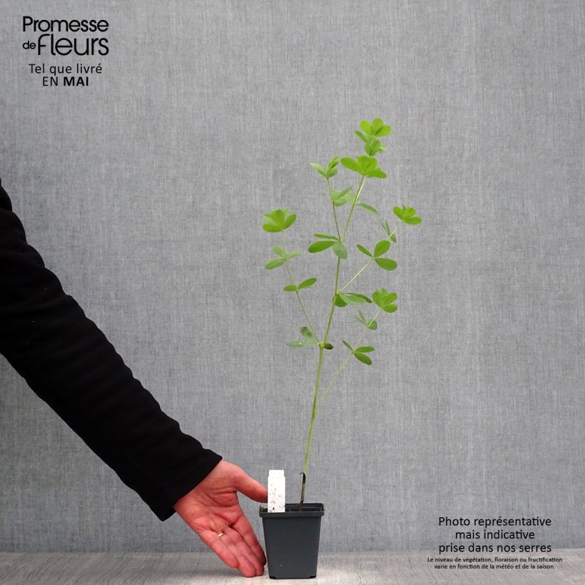 Example of Baptisia Decadence Dark Chocolate - Blauwe valse indigo Kweekpotje van 8/9 cm as you get in printemps