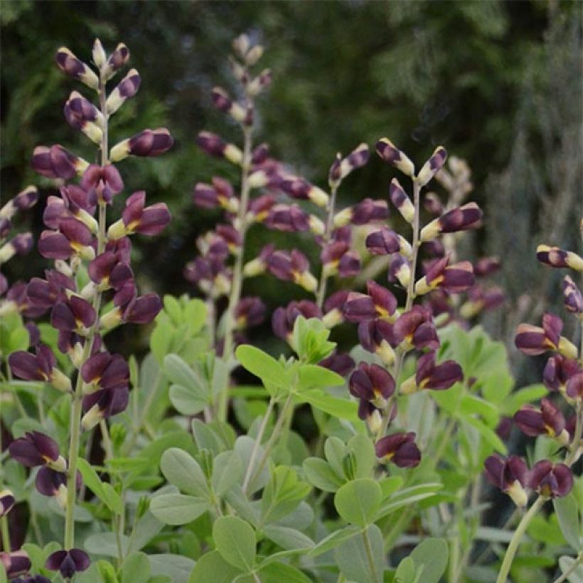 Baptisia Decadence Dutch Chocolate - Blauwe valse indigo (Bloei)