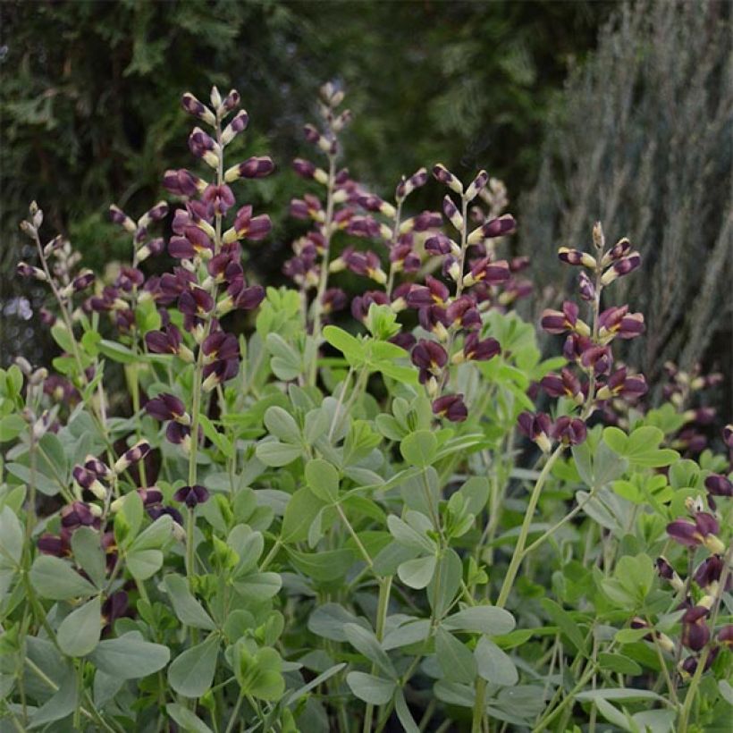Baptisia Decadence Dutch Chocolate - Blauwe valse indigo (Groeiplaats)