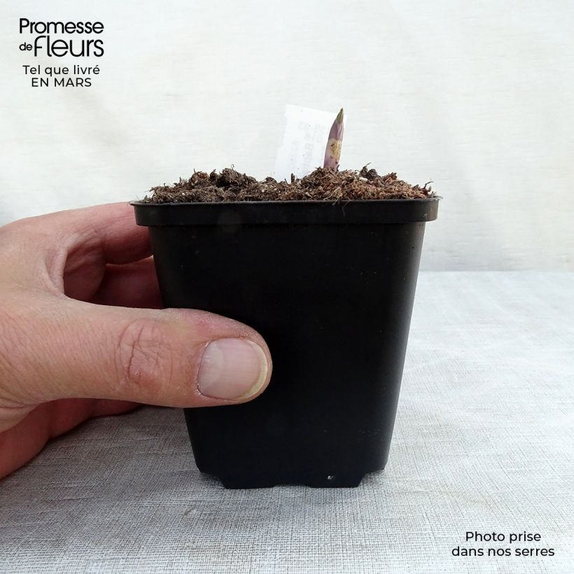 Exemplaar van Baptisia Decadence Dutch Chocolate - Blauwe valse indigo Kweekpotje van 8/9 cm zoals geleverd in de lente