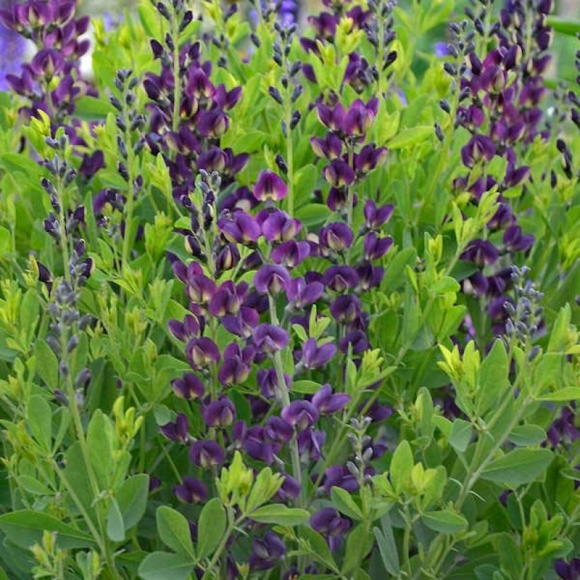 Baptisia Grape Taffy - Blauwe valse indigo (Blad)
