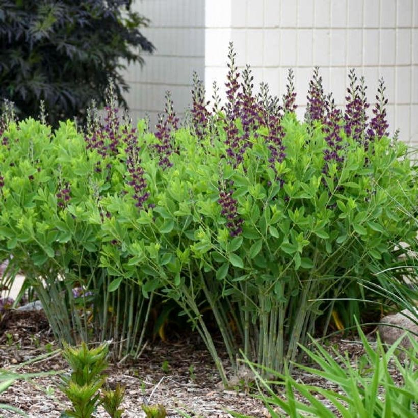 Baptisia Grape Taffy - Blauwe valse indigo (Groeiplaats)