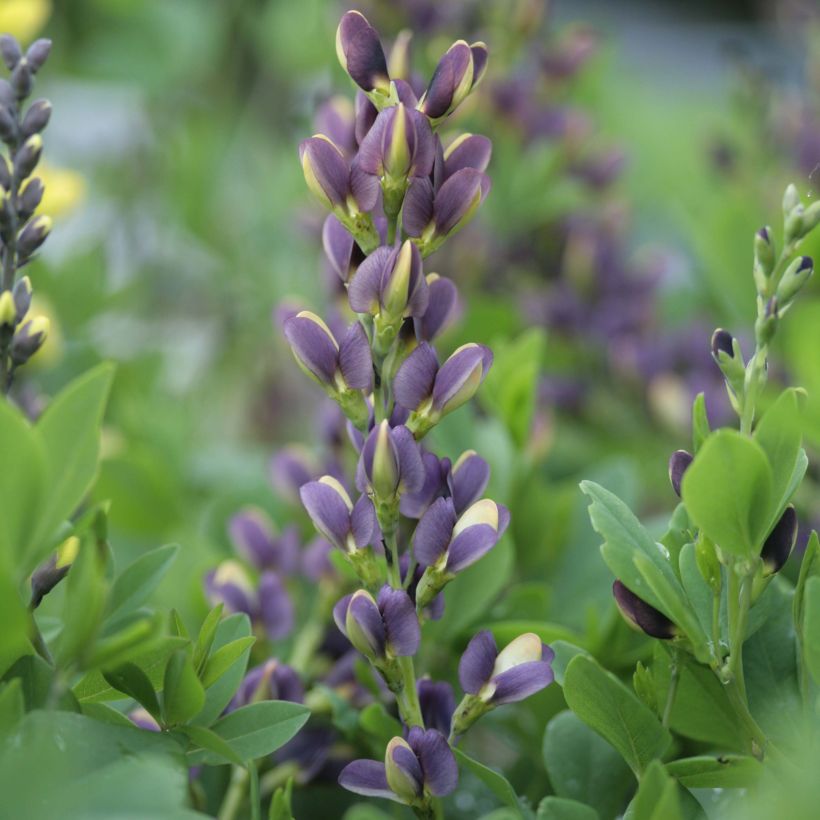 Baptisia Indigo Spires - Blauwe valse indigo (Bloei)