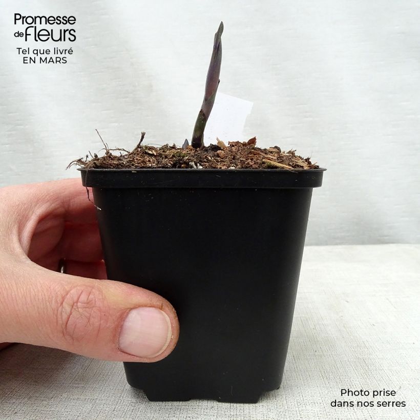 Exemplaar van Baptisia Indigo Spires - Blauwe valse indigo Kweekpotje van 8/9 cm zoals geleverd in de lente