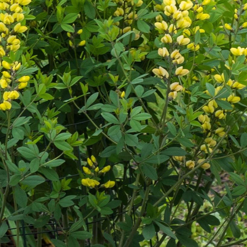 Baptisia Decadence Lemon Meringue - Blauwe valse indigo (Blad)