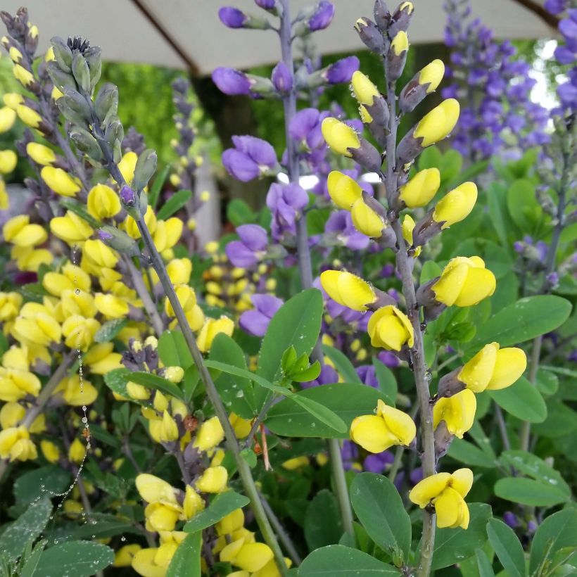 Baptisia Decadence Lemon Meringue - Blauwe valse indigo (Bloei)