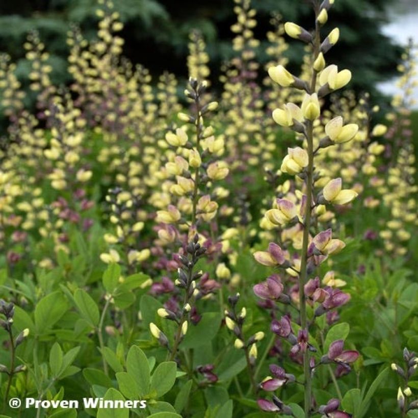 Baptisia Decadence Deluxe Pink Lemonade - Blauwe valse indigo (Blad)