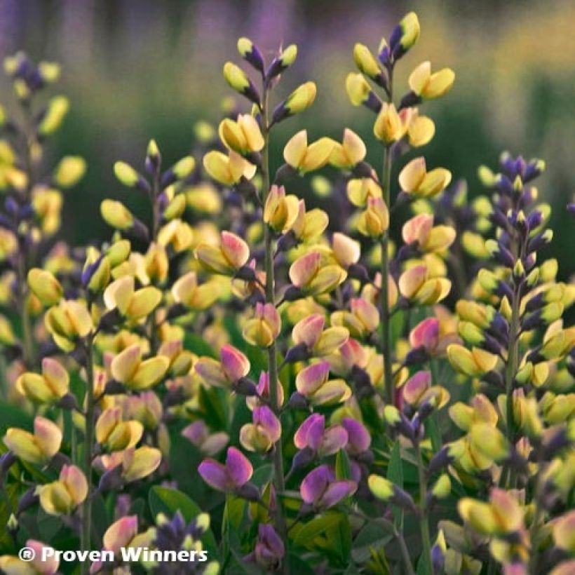 Baptisia Decadence Deluxe Pink Lemonade - Blauwe valse indigo (Bloei)