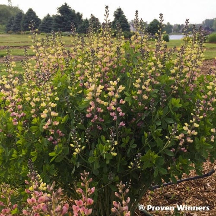 Baptisia Decadence Deluxe Pink Lemonade - Blauwe valse indigo (Groeiplaats)