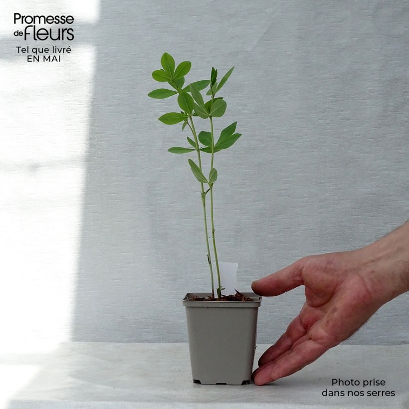 Exemplaar van Baptisia Decadence Deluxe Pink Lemonade - Blauwe valse indigo Kweekpotje van 8/9 cm zoals geleverd in de lente