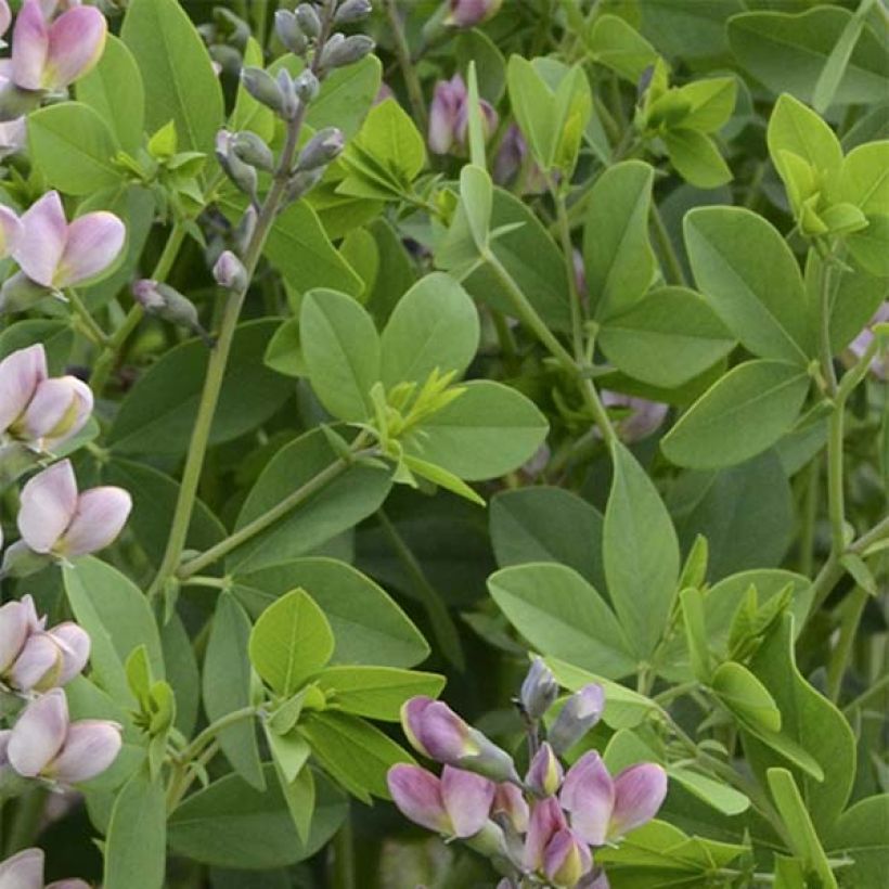 Baptisia Pink Truffles - Blauwe valse indigo (Blad)