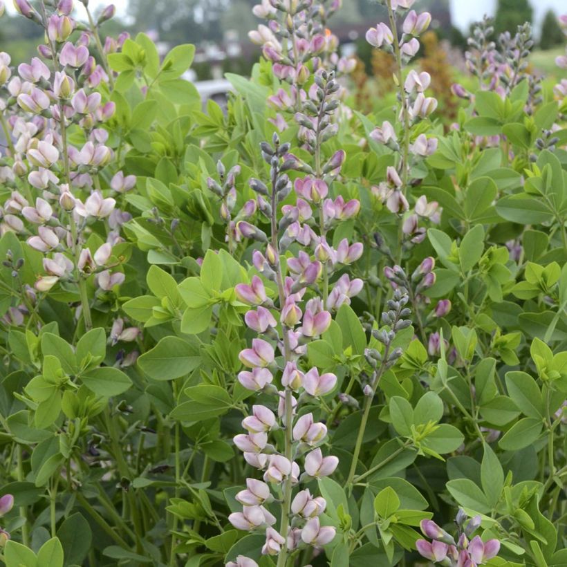 Baptisia Pink Truffles - Blauwe valse indigo (Bloei)