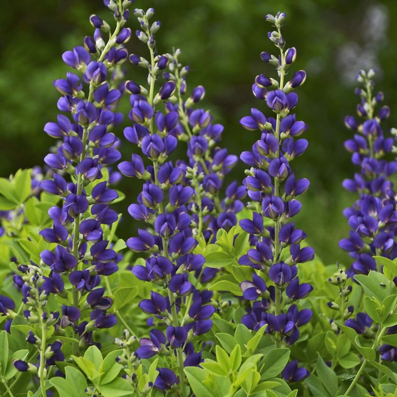 Baptisia Sparkling Sapphires - Blauwe valse indigo (Bloei)