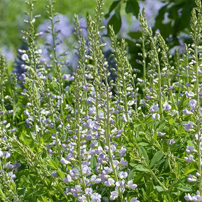 Baptisia Starlite Prairieblues - Blauwe valse indigo (Bloei)