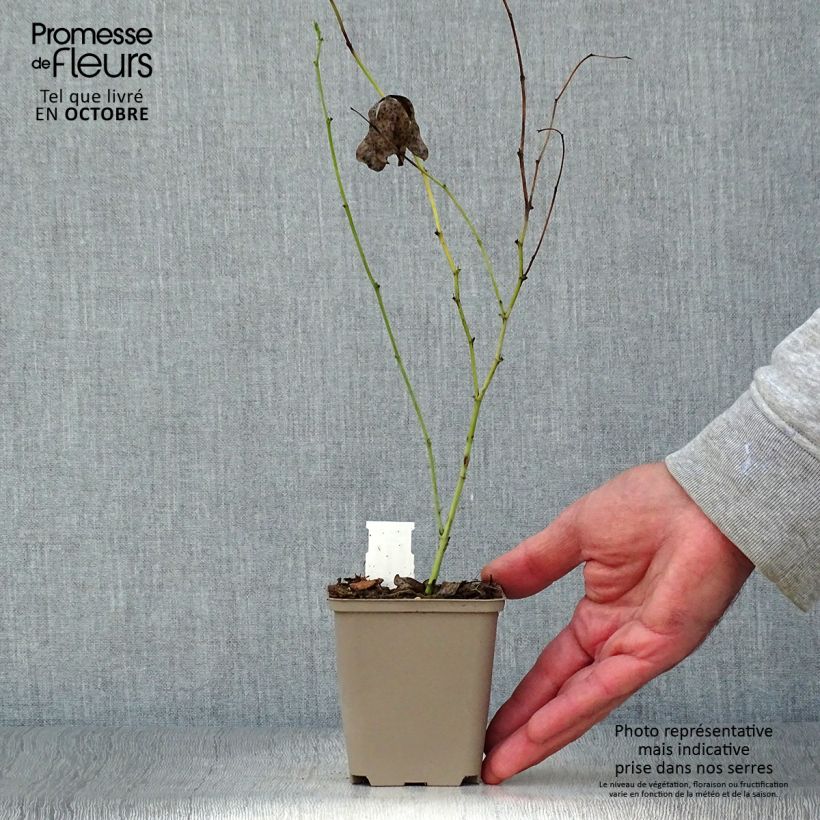 Exemplaar van Baptisia Starlite Prairieblues - Blauwe valse indigo Kweekpotje van 8/9 cm zoals geleverd in de herfst