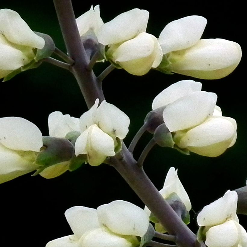 Baptisia alba var macrophylla - Valse indigo (Bloei)