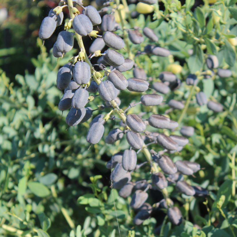 Baptisia alba var macrophylla - Valse indigo (Oogst)
