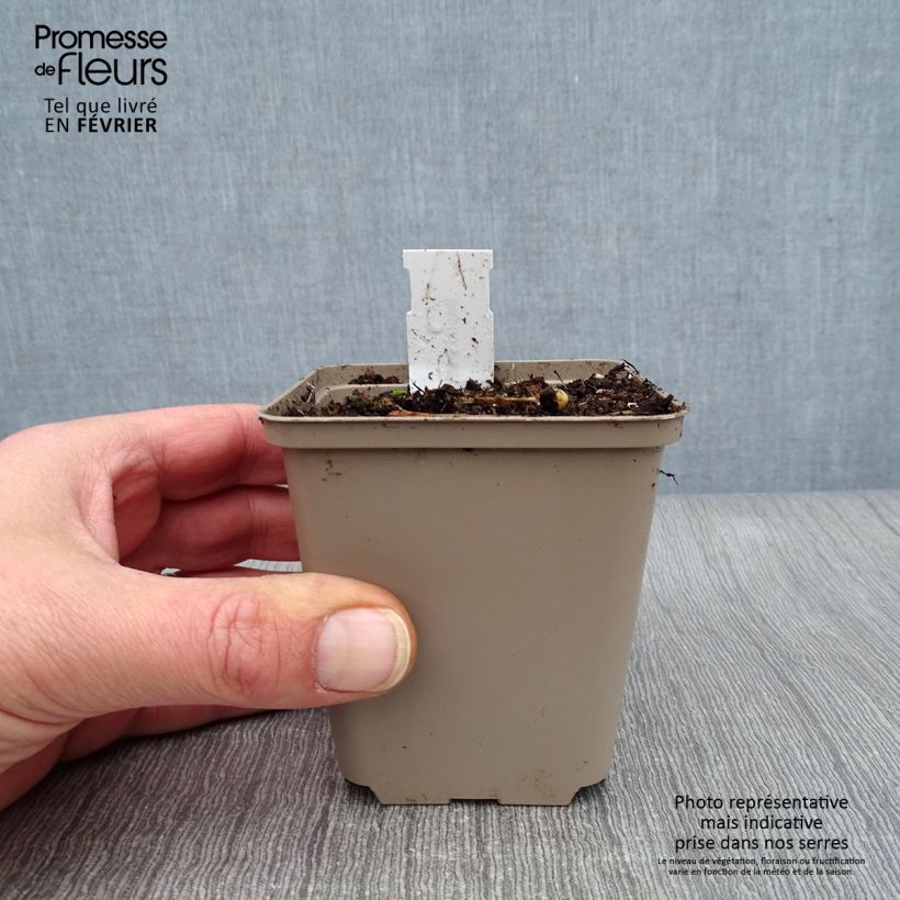 Exemplaar van Baptisia Pink Form - Blauwe valse indigo Kweekpotje van 8/9 cm zoals geleverd in de winter