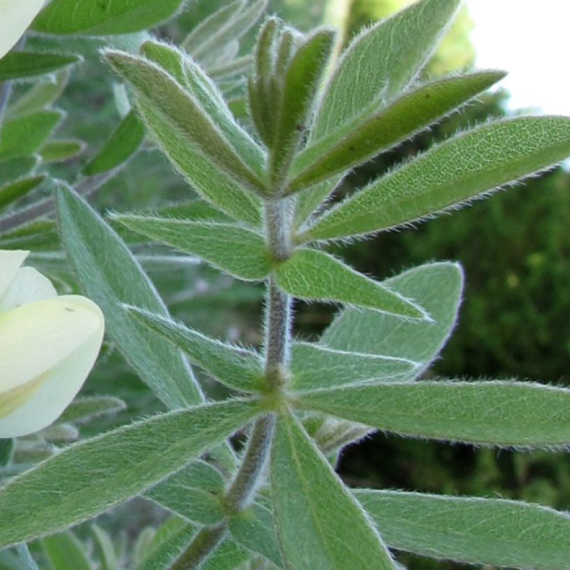 Baptisia bracteata - Valse indigo (Blad)