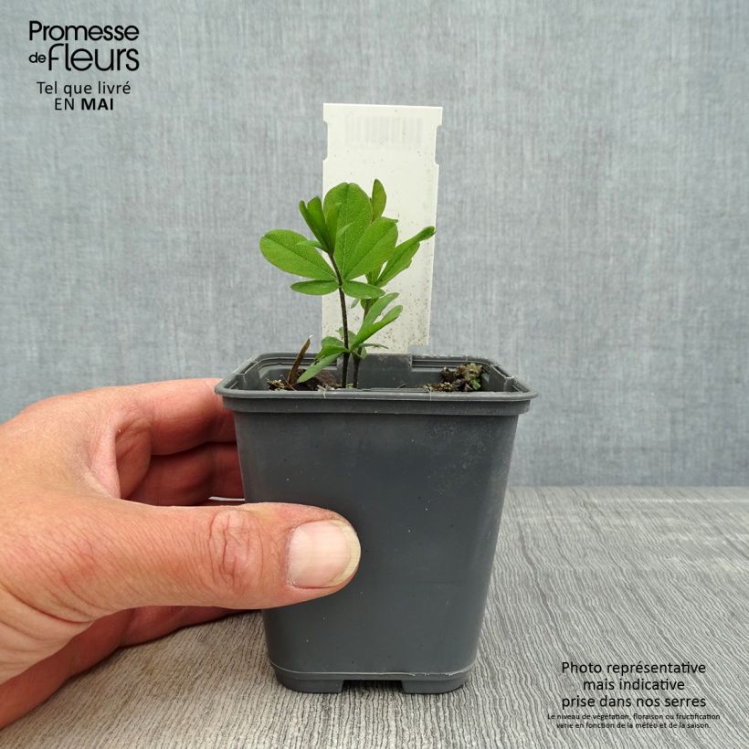 Exemplaar van Baptisia bracteata - Valse indigo Kweekpotje van 8/9 cm zoals geleverd in de lente