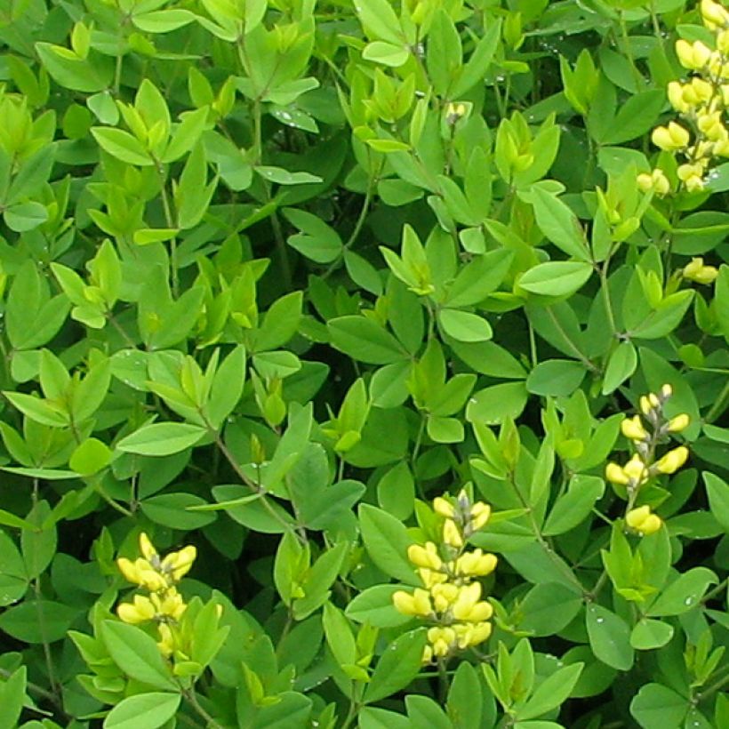 Baptisia tinctoria - Wilde indigo (Blad)